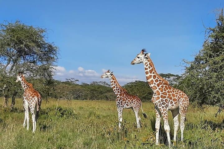 Masai Mara Safari: Big Five, Wildebeest Migration & Maasai Culture photo 4
