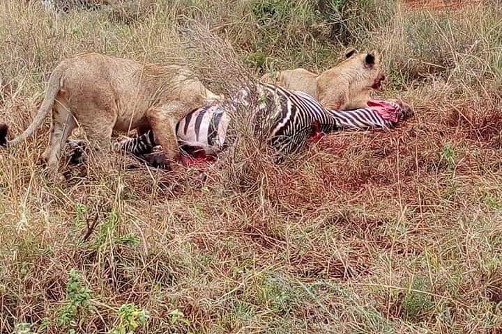 Masai Mara Safari: Big Five, Wildebeest Migration & Maasai Culture photo 5