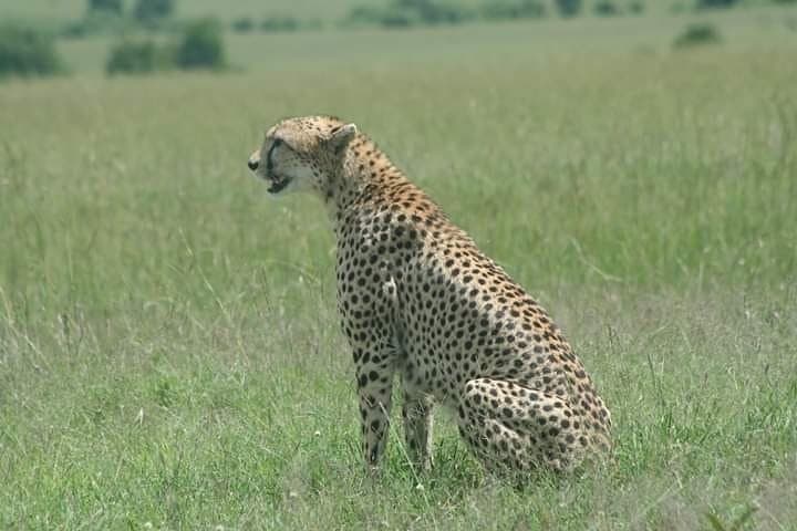 Masai Mara Safari: Big Five, Wildebeest Migration & Maasai Culture photo 6