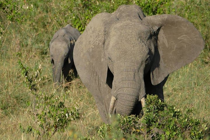 5-Day Masai Mara & Rift Valley Wildebeest Migration Luxury Safari