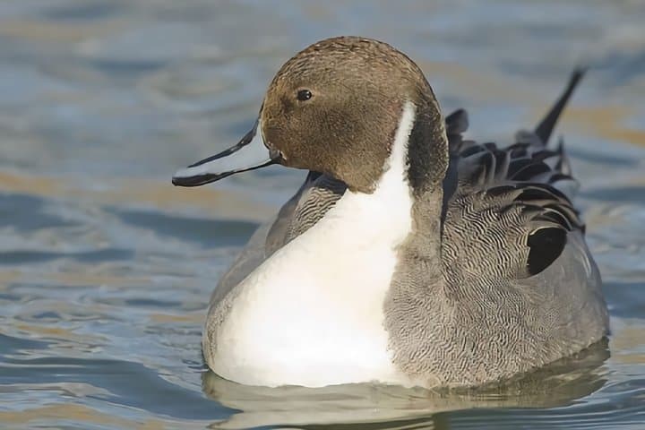 La Mancha Wetlands Birding: Villacañas Guided Bird-Watching Tour