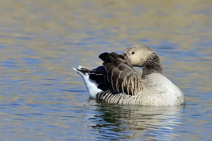 La Mancha Wetlands Birding: Villacañas Guided Bird-Watching Tour photo 2