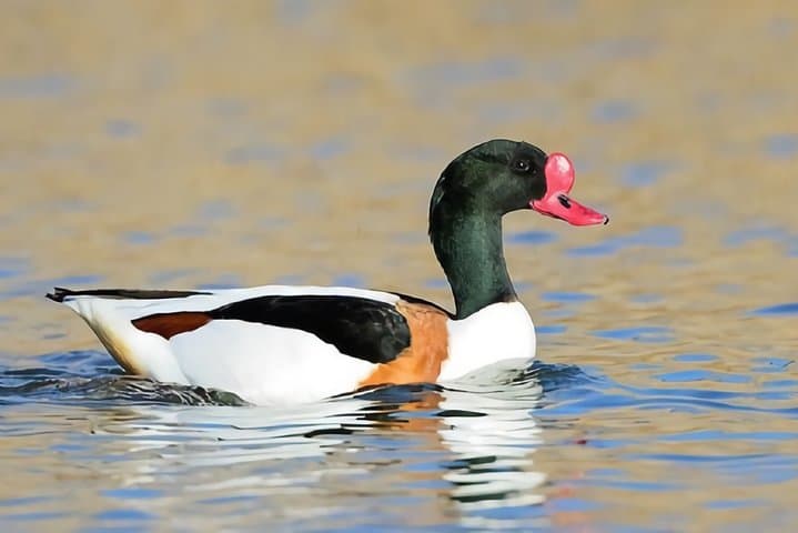 La Mancha Wetlands Birding: Villacañas Guided Bird-Watching Tour photo 3