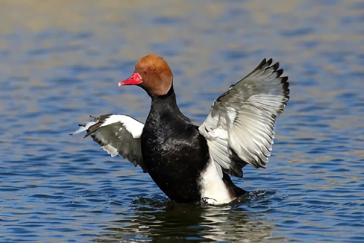 La Mancha Wetlands Birding: Villacañas Guided Bird-Watching Tour photo 4