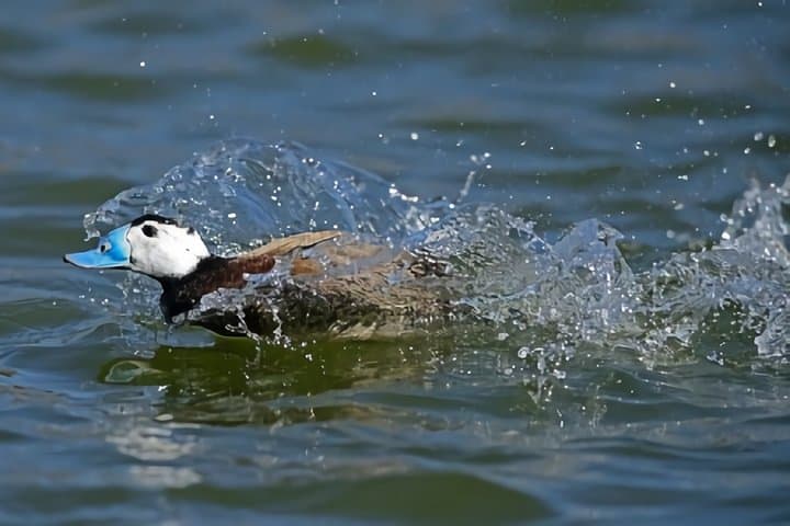 La Mancha Wetlands Birding: Villacañas Guided Bird-Watching Tour photo 5
