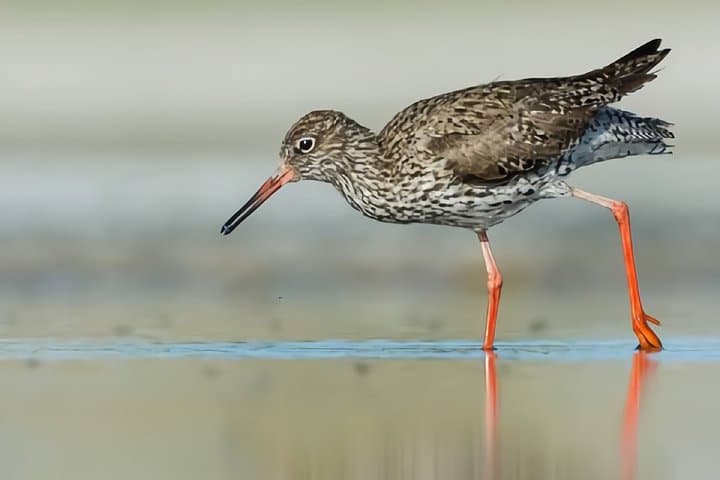 La Mancha Wetlands Birding: Villacañas Guided Bird-Watching Tour photo 6
