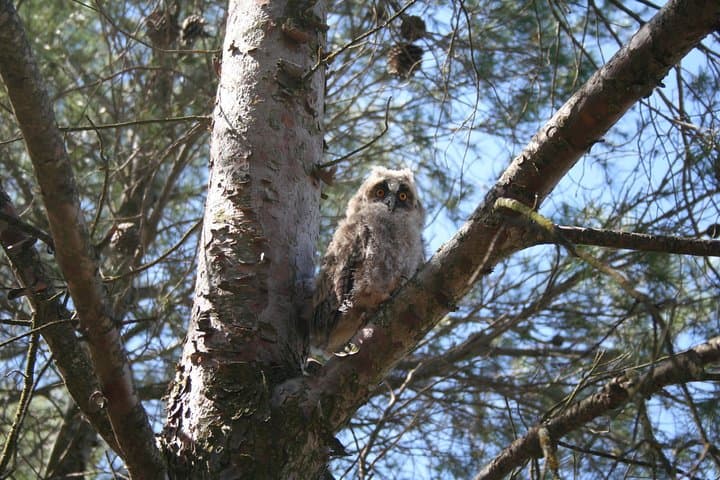 Birdwatching Montes de Toledo Orientales — Eagles, Vultures & La Mancha Views