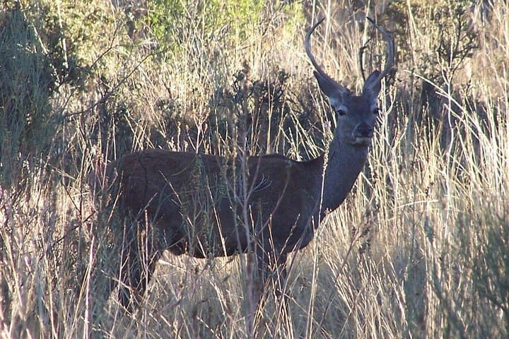 Birdwatching Montes de Toledo Orientales — Eagles, Vultures & La Mancha Views photo 2