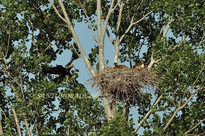 Birdwatching Montes de Toledo Orientales — Eagles, Vultures & La Mancha Views photo 5