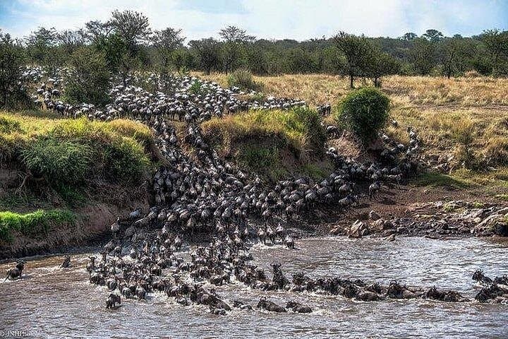Witness the Great Wildebeest Migration: 8-Day Serengeti Safari photo 1