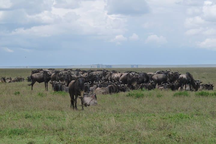 Witness the Great Wildebeest Migration: 8-Day Serengeti Safari photo 4