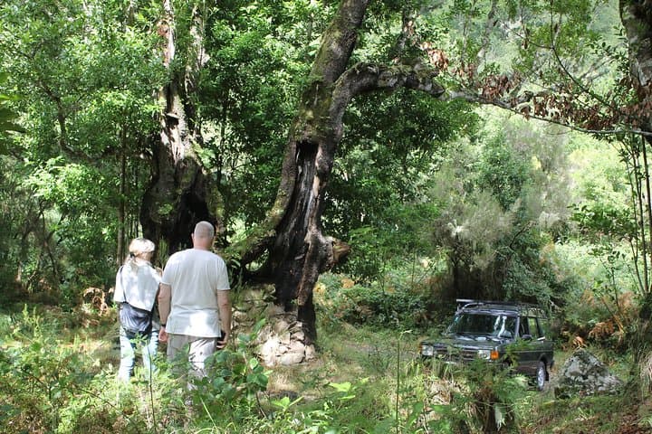 Madeira North 4x4 Tour: Santana, Sugar Mills & Wine Tasting photo 2