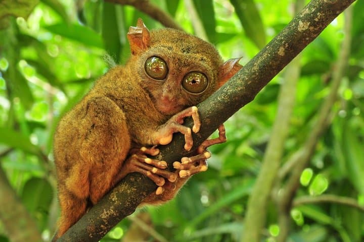 Full-Day Bohol Highlights from Cebu: Chocolate Hills, Tarsiers & Loboc River