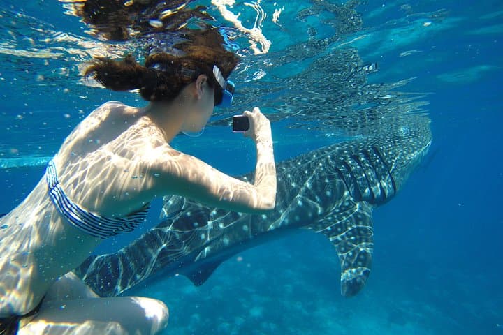 Oslob Whale Shark Encounter, Tumalog Waterfall & Sumilon Sandbar Day Tour photo 4