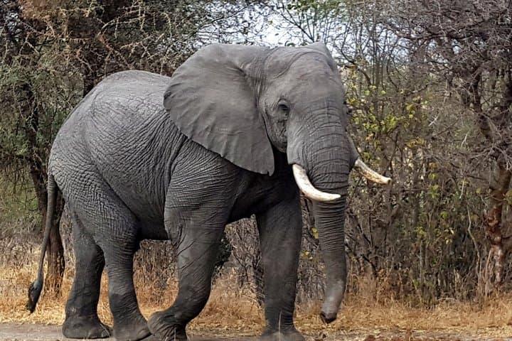 Majestic Tanzania: 10-Day Luxury Safari Adventure in Serengeti & Ngorongoro photo 4