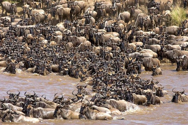 Majestic Tanzania: 10-Day Luxury Safari Adventure in Serengeti & Ngorongoro photo 2