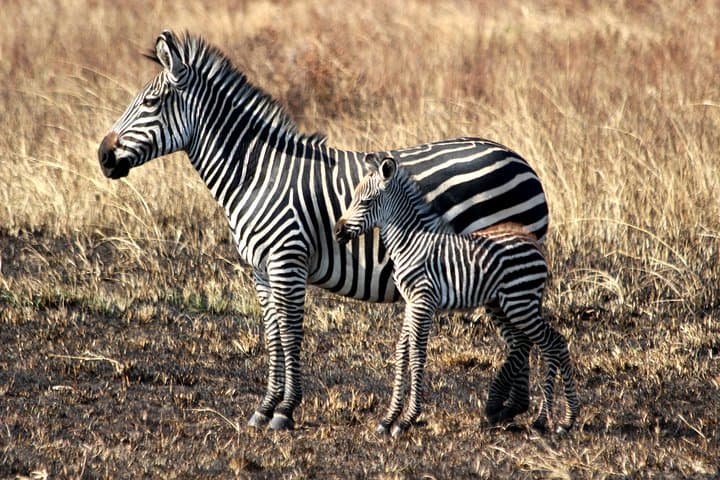Majestic Tanzania: 10-Day Luxury Safari Adventure in Serengeti & Ngorongoro photo 6