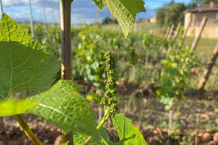 Gourmet Walk, Tasting & Picnic at Château Champ-Renard Near Lyon photo 6