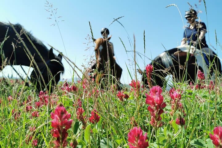 Horseback Riding Through the Crete Senesi: Explore Tuscan Nature on Horseback