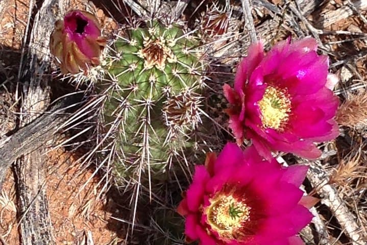 Private Montezuma Castle & Tuzigoot National Monument Luxury Tour from Sedona photo 4