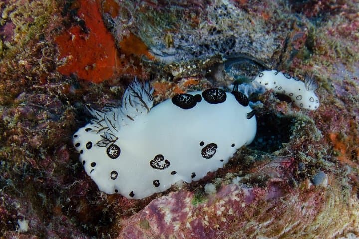 Bubblemaker Dive for Kids on Koh Kood — Shallow Coral Bays & Snorkel Fun photo 6