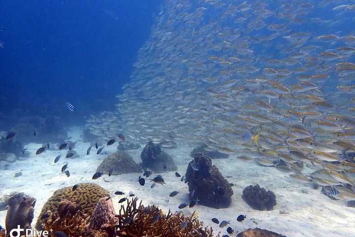 Koh Chang 3-Dive Trip: HTMS Chang Wreck & Koh Rang Coral Reefs photo 4