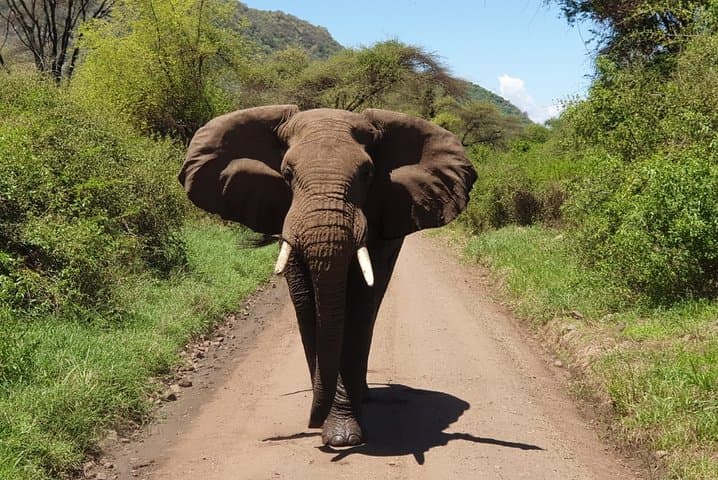 Lake Manyara Day Safari from Arusha — Forested Drives, Birdlife & Big Game