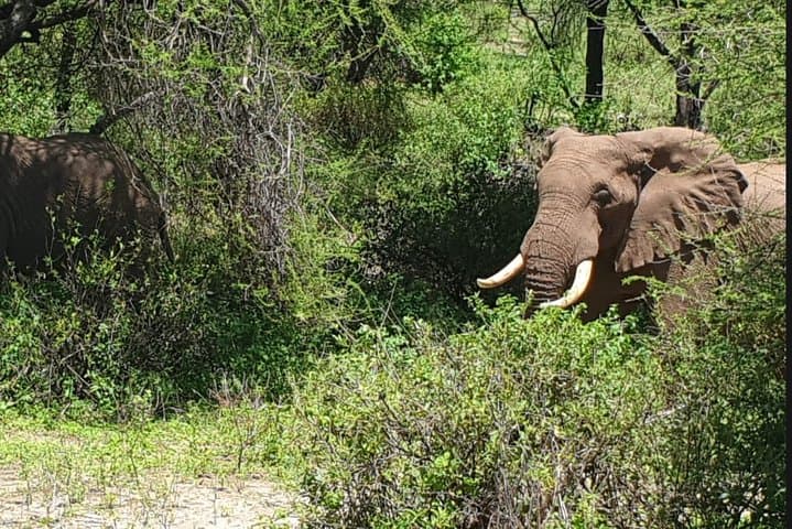 Lake Manyara Day Safari from Arusha — Forested Drives, Birdlife & Big Game photo 2