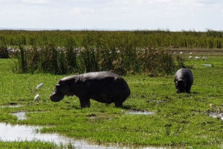 Lake Manyara Day Safari from Arusha — Forested Drives, Birdlife & Big Game photo 3