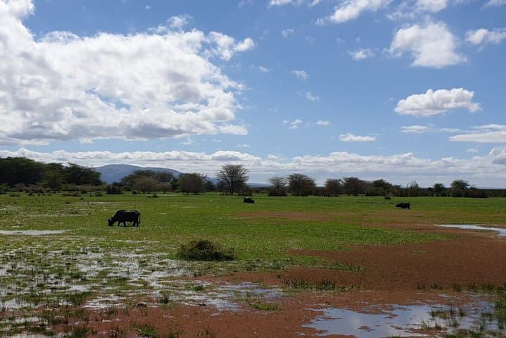 Lake Manyara Day Safari from Arusha — Forested Drives, Birdlife & Big Game photo 4