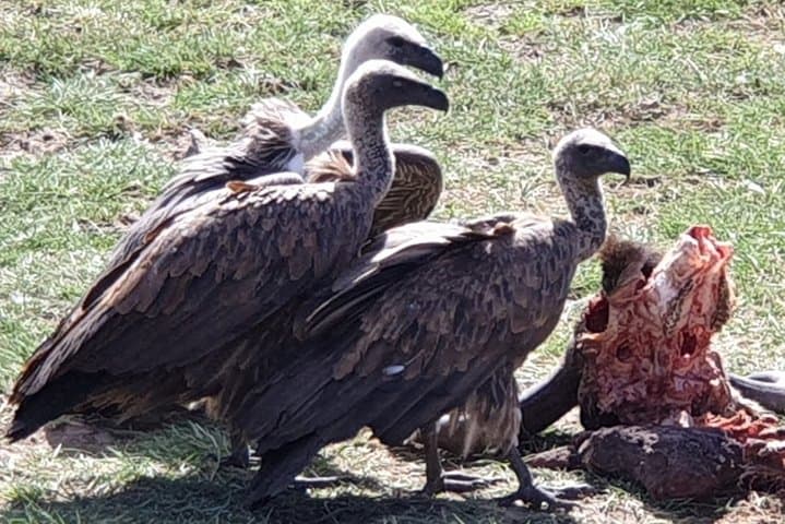 Lake Manyara Day Safari from Arusha — Forested Drives, Birdlife & Big Game photo 5