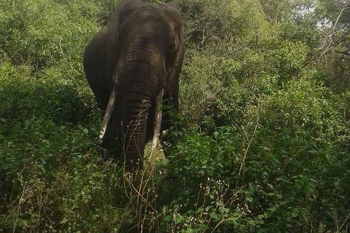 Day Trip to Arusha National Park: Walking Safaris, Momella Lakes & Ngurdoto Crater