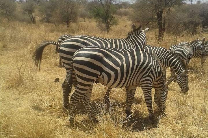 Day Trip to Arusha National Park: Walking Safaris, Momella Lakes & Ngurdoto Crater photo 2