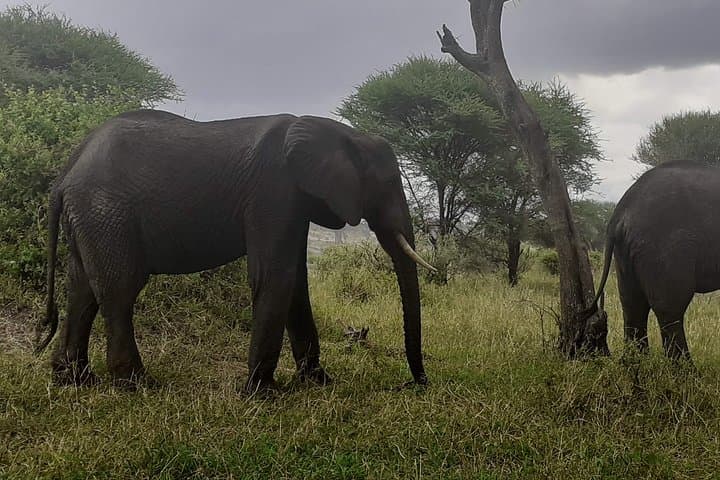 Day Trip to Arusha National Park: Walking Safaris, Momella Lakes & Ngurdoto Crater photo 3
