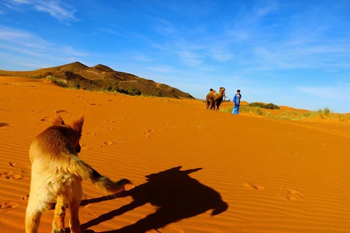 4-Day Private Sahara Tour from Agadir to Marrakech via Erg Chegaga photo 2
