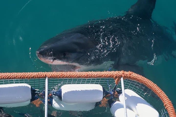 Shark Cage Diving in Gansbaai: Up-Close Encounters with Bronze Sharks and Occasional Great Whites photo 3
