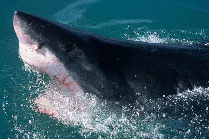 Shark Cage Diving in Gansbaai: Up-Close Encounters with Bronze Sharks and Occasional Great Whites photo 4