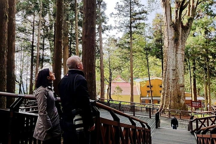 3-Day Classic Taiwan: Alishan Sunrise, Lugang Temples & Tea-Farm Trails photo 3