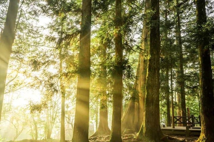 3-Day Classic Taiwan: Alishan Sunrise, Lugang Temples & Tea-Farm Trails photo 4
