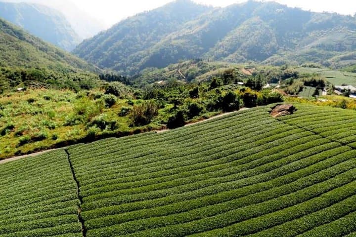 3-Day Taiwan History & Alishan Nature Private Tour from Taipei photo 3
