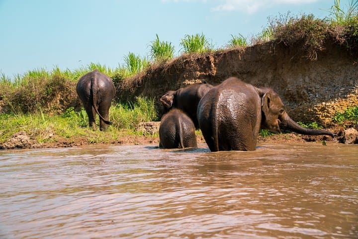 Chiang Mai Tuk Tuk Day Adventure: Temple Hike, Elephant Visit & Bamboo Rafting photo 3