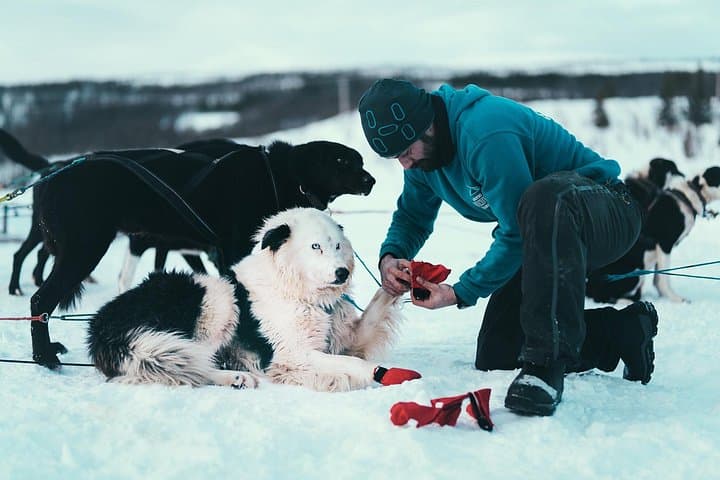 Drive Your Own Husky Sled in Tromsø: Self-Drive Arctic Adventure with Lavvu Cake photo 2