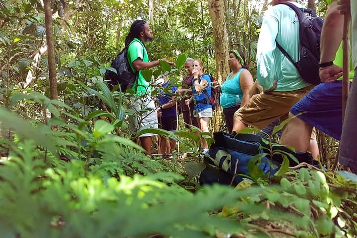 St Kitts Half-Day Rainforest Walk: Vervet Monkeys, Medicinal Plants & Historic Estates photo 2