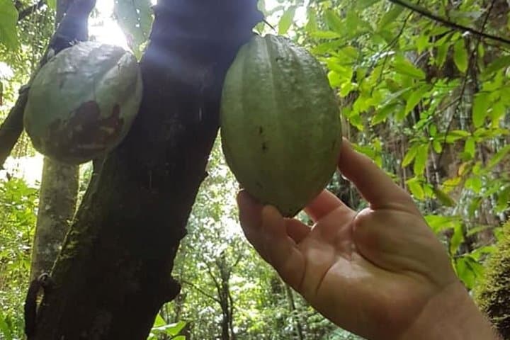 St Kitts Half-Day Rainforest Walk: Vervet Monkeys, Medicinal Plants & Historic Estates photo 3