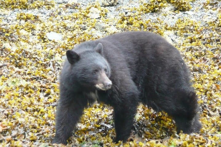 Prince of Wales Island Bear-Viewing by Air from Ketchikan: Dog Salmon Creek Flight Tour photo 5