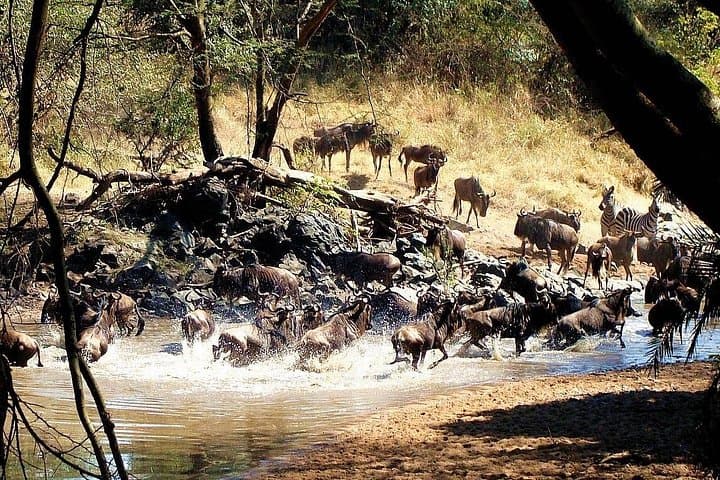 4-Day Private Serengeti Camping Safari: Arusha to Ngorongoro by Tent