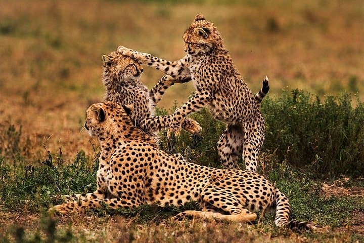 4-Day Private Serengeti Camping Safari: Arusha to Ngorongoro by Tent photo 2