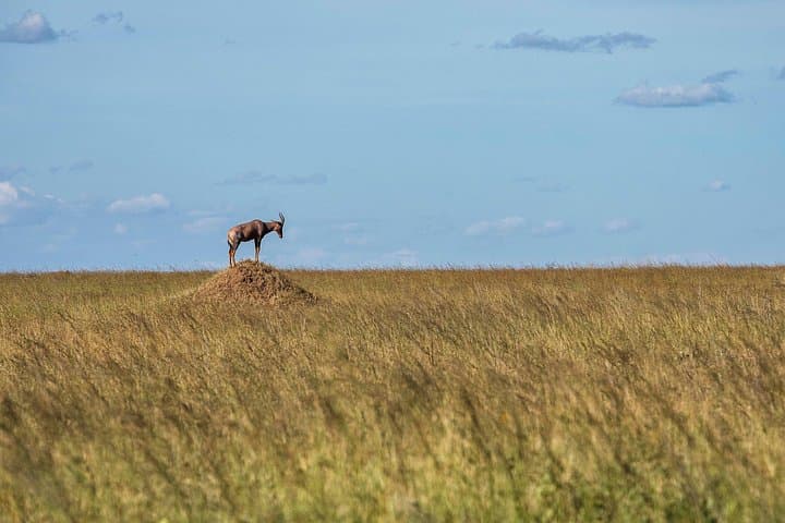 4-Day Private Serengeti Camping Safari: Arusha to Ngorongoro by Tent photo 3