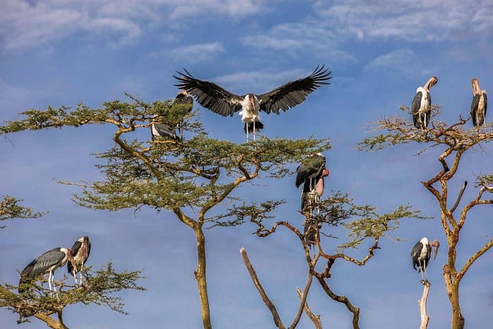 4-Day Private Serengeti Camping Safari: Arusha to Ngorongoro by Tent photo 4