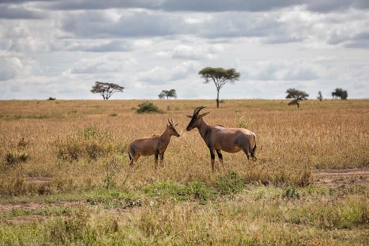 4-Day Private Serengeti Camping Safari: Arusha to Ngorongoro by Tent photo 5